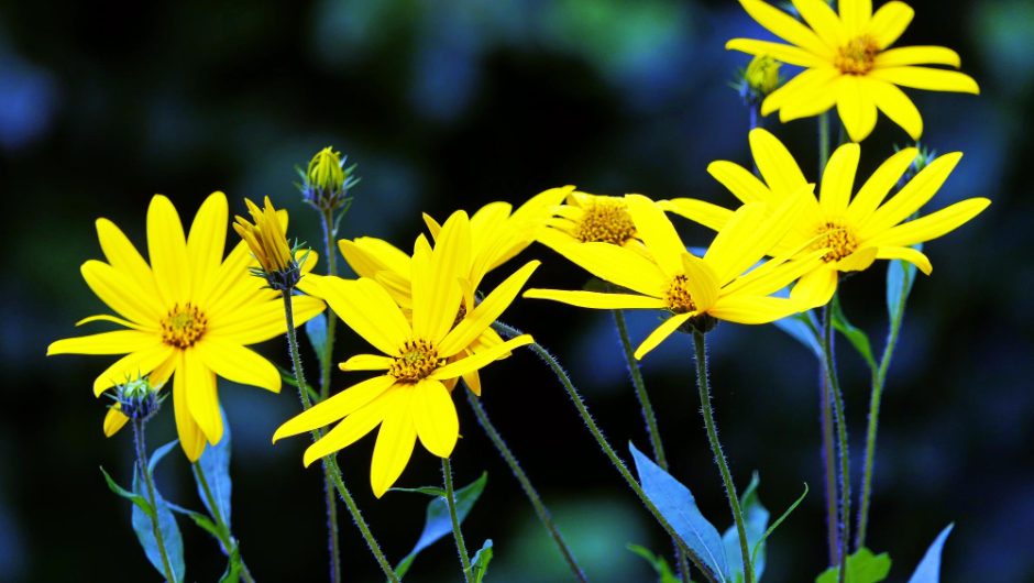 Nume de flori galbene: frumusețea luminoasă a naturii