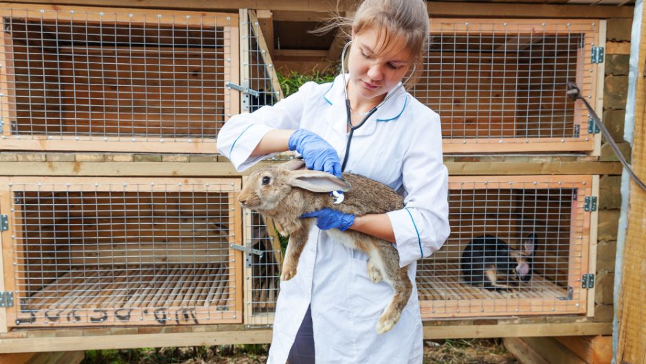 Ghid pentru îngrijirea corectă a animalelor de terariu